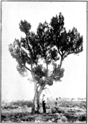 Mature tree, circa 1920