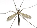 Crane fly with wings and halteres