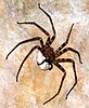 The Giant huntsman spider