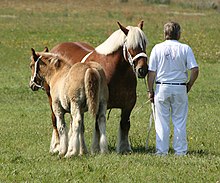 Jument dorée et blonde avec son poulain et un homme à leurs côtés.