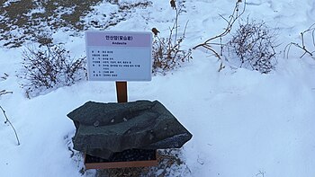 야외 전시장의 안산암