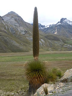 Description de l'image La Puya Raimondi.jpg.