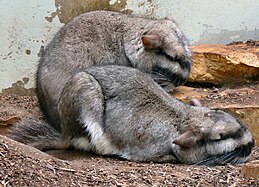 Viscache des plaines (Lagostomus maximus) au zoo Wilhelma de Stuttgart