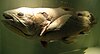 Coelacanth (preserved specimen)