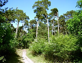 Image illustrative de l’article Forêt de Lenneberg