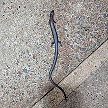 Kilimanjaro Five-toed Skink (Leptosiaphos kilimensis)