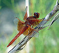 Libellula saturata, famiglia Libellulidae