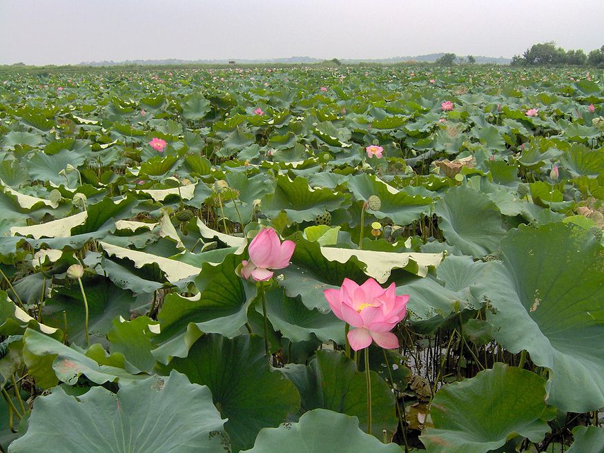 Lotus field in Hubei province, at the outskirts of Wuhan