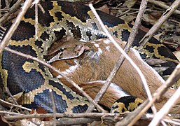 Indian python unhinges its jaw to swallow large prey like this chital