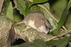 Description de l'image Malabar spiny dormouse.jpg.