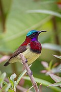 sunbird with yellowish underparts, purple throat, reddish upperparts, brown wings, glossy blue-green crown, and black face