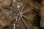 Dolomedes minor by Bryce McQuillan