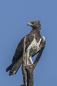 Martial eagle, by Charlesjsharp
