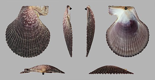 View of a shell from several angles