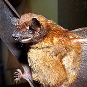 Brown bat