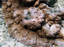 Montipora venosa