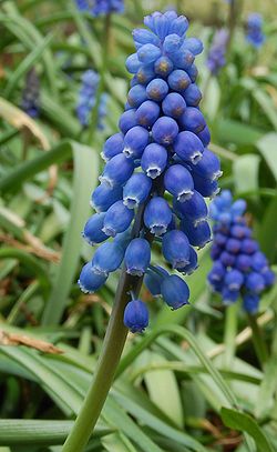 Terttuhelmililja (Muscari neglectum)