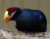 Violet Turaco