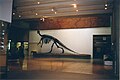 Muttaburrasaurus skeleton, in its original position at Queensland Museum. Also, footprints of fleeing dinosaurs (which were made during a dinosaur stampede).