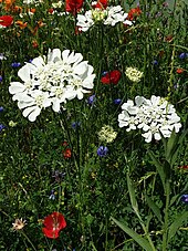 Photographie de fleurs blanches, rouges, oranges et bleues entremêlées sur fond vert.