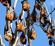 A black bat with a light orange head and neck