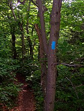 A blue side-trail blaze, on Mount Greylock in Massachusetts