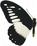 Papilio echerioides homeyeri mâle