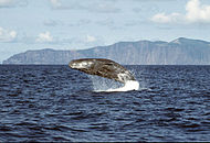 Cachalote saliendo en las Azores