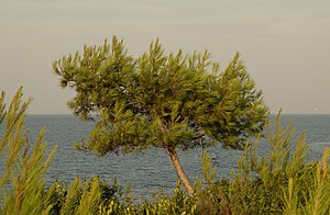 Χαλέπιος πεύκη στην Κροατία