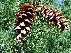 cones and foliage