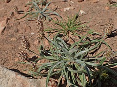 Ispaghul (Maroc)