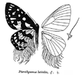 Pterothysanus laticilia (Pterothysaninae)