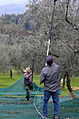 Raccolta delle olive