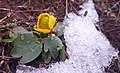 Emerging through snow