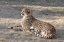 A captive cheetah resting on the ground