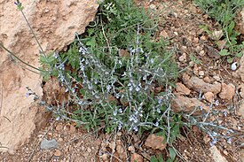 Egyptinsalvia (Salvia aegyptiaca)