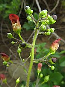 壺形の花。へら状の仮雄蕊が1個、その下に雄蕊が4個あり、雌蕊が1個下垂する。茎先によく分枝する円錐花序をつける。