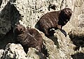 pups at Palliser Bay, New Zealand