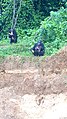 Adult Monkeys with children eating banana fruits