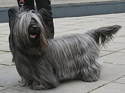 Skye terrier