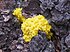 Physarum polycephalum