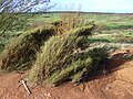 Casuarina glauca