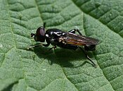 Tropidia (fly)（英语：Tropidia (fly)）