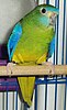female Turquoise Parrot