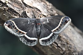 Eupackardia calleta (Saturniidae, Saturniinae)