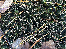 Peltigera malacea