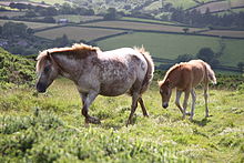 Photo de d'une ponette Dartmoor avec un marquage sur la croupe et son poulain.