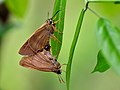 Mating pair