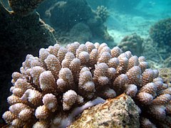 Acropora retusa