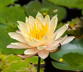 Une fleur de nénuphar blanc. (définition réelle 4 336 × 3 744)